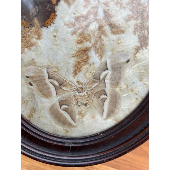 Vintage pressed butterfly and flower simple oval wood frame bubble glass - Picture 6 of 16